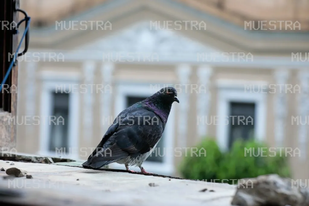 Ave en ventana del palacio nacional